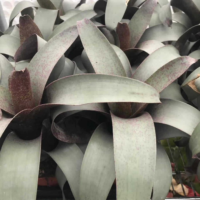 Buy Vriesea saundersii online UK