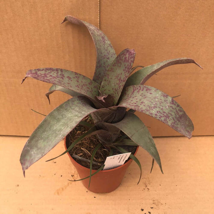 Buy Vriesea saundersii online UK