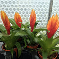 Buy Vriesea sp. (Orange Spike Bromeliad) online UK