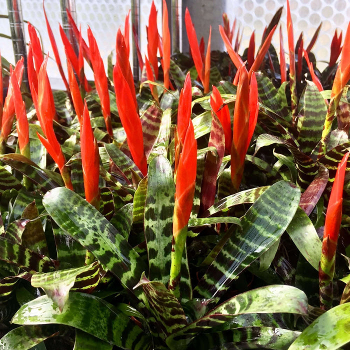 Buy Vriesea splendens (Flaming Sword) online UK