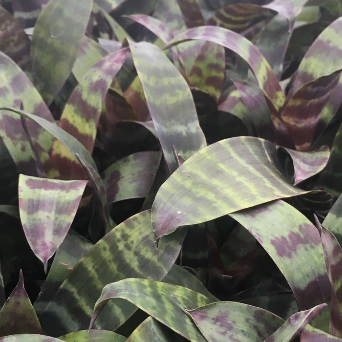 Buy Vriesea splendens (Flaming Sword) online UK