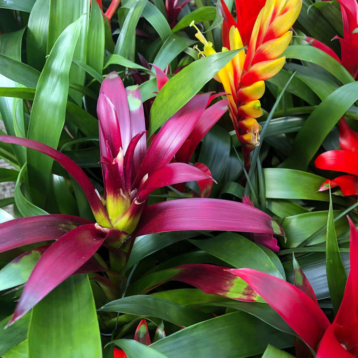 Buy Vriesea splendens (Flaming Sword) online UK