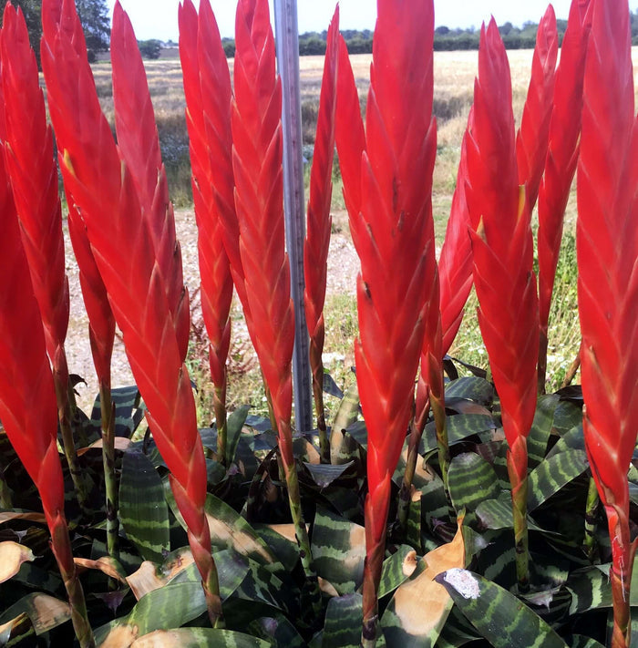 Buy Vriesea splendens (Flaming Sword) online UK