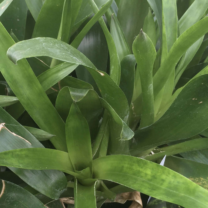 Buy Vriesea splendens (Flaming Sword) online UK