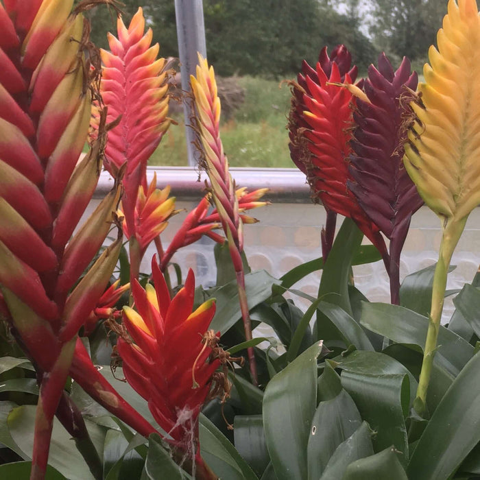 Buy Vriesea splendens (Flaming Sword) online UK