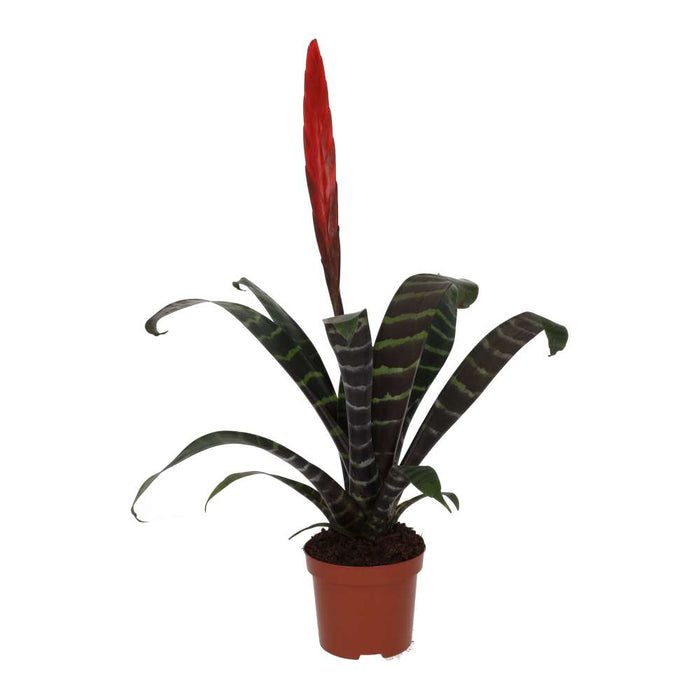 Buy Vriesea splendens (Flaming Sword) online UK