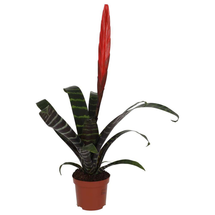 Buy Vriesea splendens (Flaming Sword) online UK