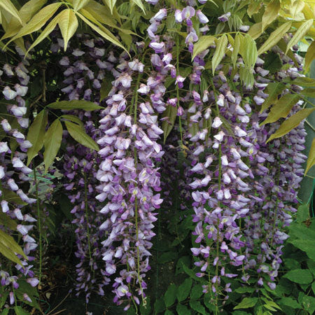 Buy Wisteria 'Black Dragon' online UK