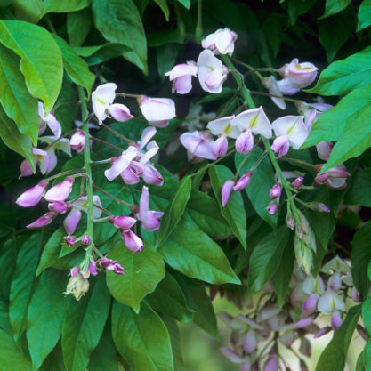 Wisteria brachybotrys 'Shiro Beni' with green leaves and small white purple flowers