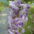 Buy Wisteria floribunda 'Burford' online UK