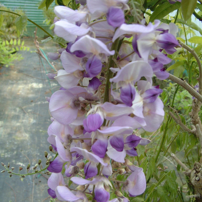 Buy Wisteria floribunda 'Burford' online UK