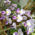 Buy Wisteria floribunda 'Domino' online UK