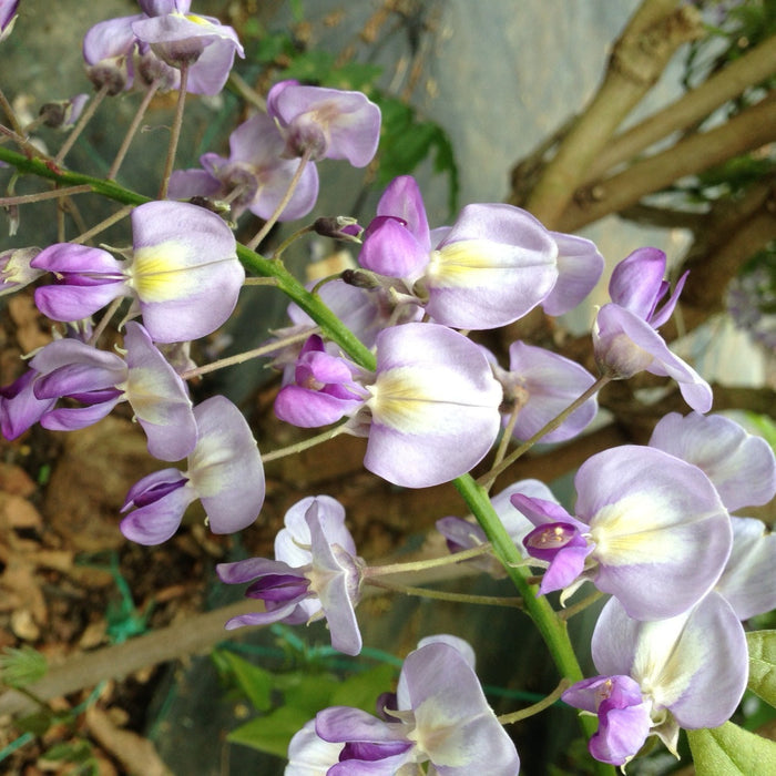 Buy Wisteria floribunda 'Domino' online UK