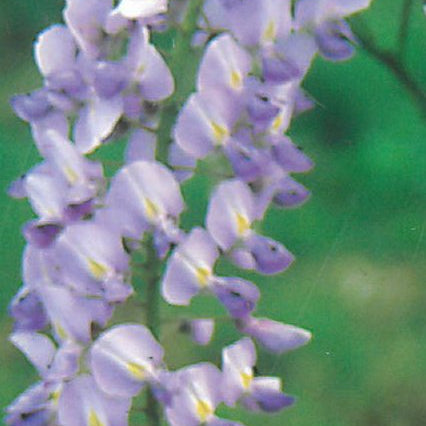 Wisteria Floribunda Lawrence flowering with small lilac petals