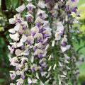 Buy Wisteria floribunda 'Macrobotrys' online UK