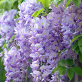 Wisteria floribunda 'Misty Mauve' purple lilac hanging flowers