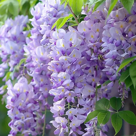 Wisteria floribunda 'Misty Mauve' purple lilac hanging flowers