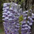 Buy Wisteria floribunda 'Russelliana' online UK