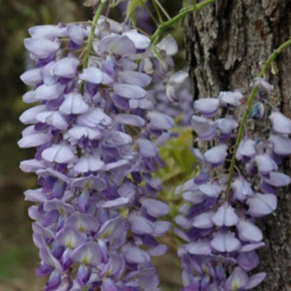 Buy Wisteria floribunda 'Russelliana' online UK