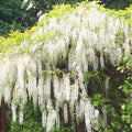 Buy Wisteria floribunda 'Shiro-noda' online UK