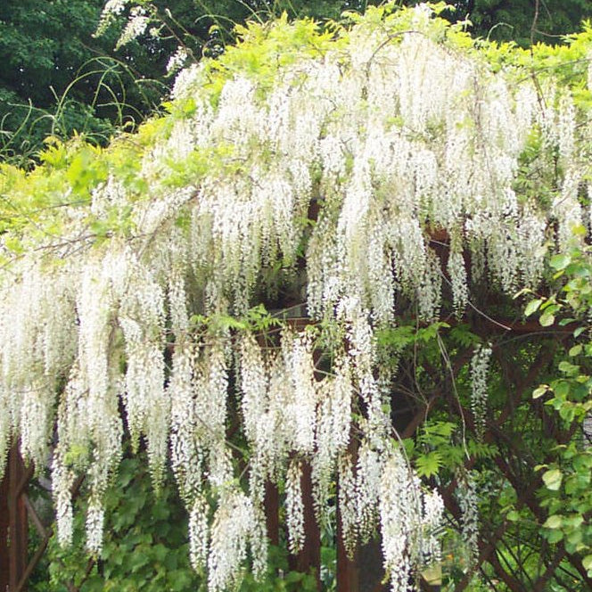 Buy Wisteria floribunda 'Shiro-noda' online UK