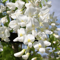 Wisteria floribunda 'Snow Showers' with bright white petals