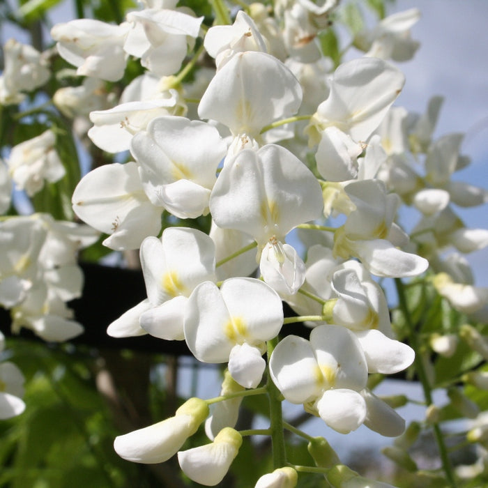 Wisteria floribunda 'Snow Showers' with bright white petals