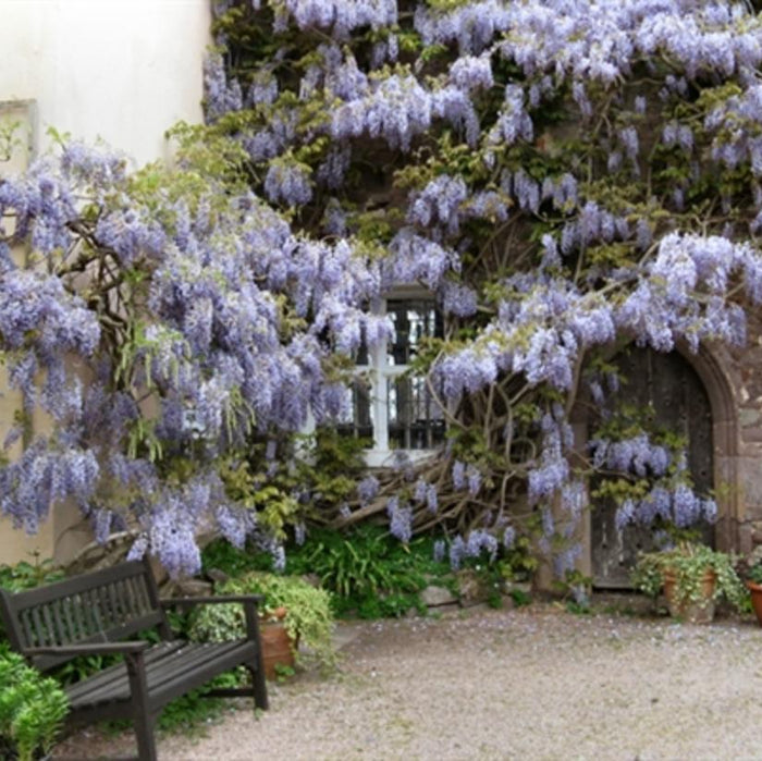 Wisteria floribunda 'Tiverton' massive plant growing against stone building