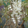 Buy Wisteria sinensis 'Alba' online UK