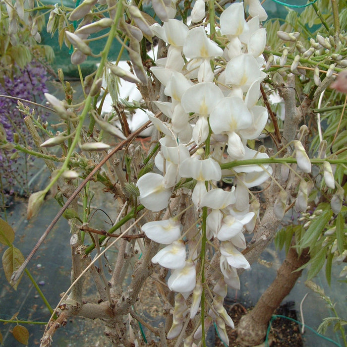 Buy Wisteria sinensis 'Alba' online UK