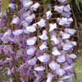 Wisteria sinensis 'Prematura' with hanging white purple flowers