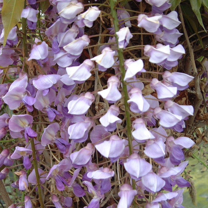 Wisteria sinensis 'Prematura' with hanging white purple flowers
