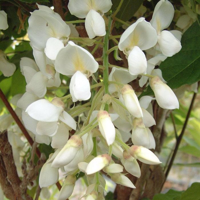 Buy Wisteria sinensis 'White Silk' online UK