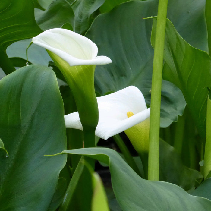 Buy Zantedeschia aethiopica 'Crowborough' online UK