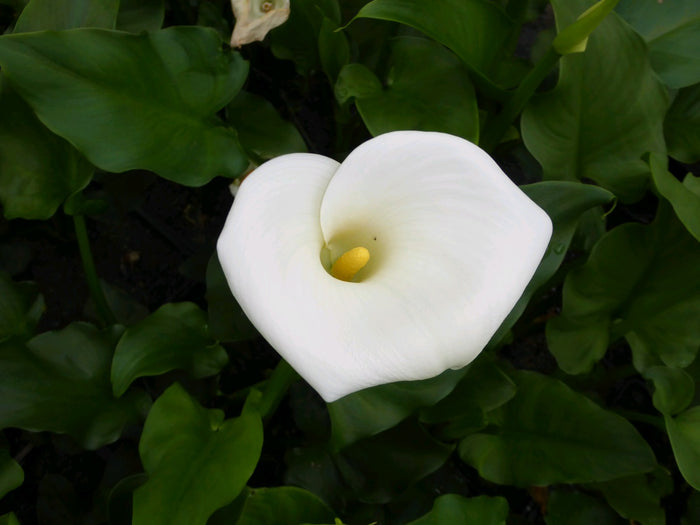 Buy Zantedeschia aethiopica 'Crowborough' online UK