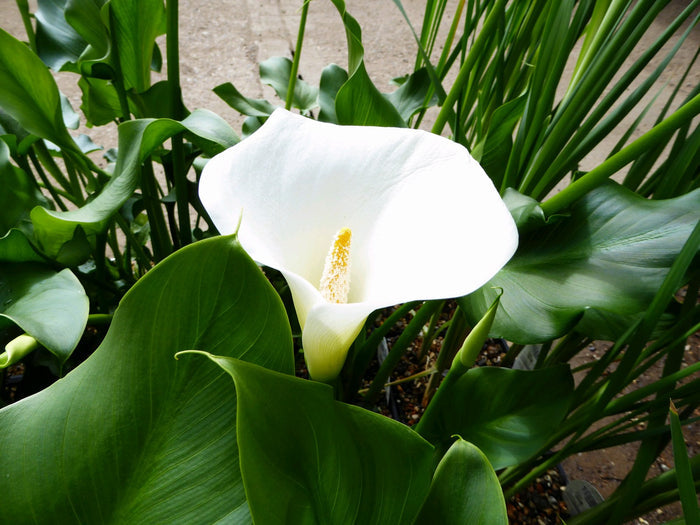 Buy Zantedeschia aethiopica 'Crowborough' online UK