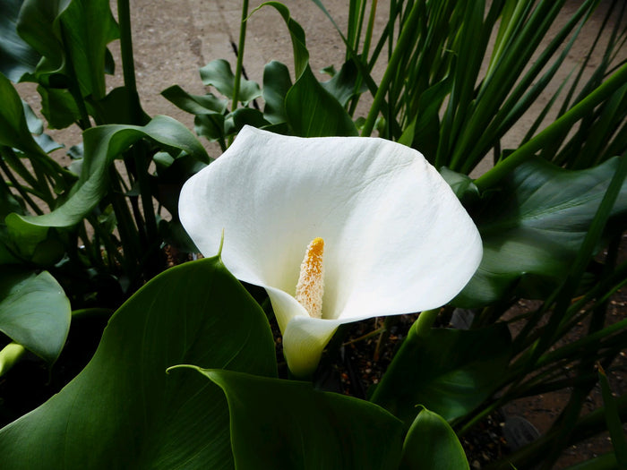 Buy Zantedeschia aethiopica 'Crowborough' online UK