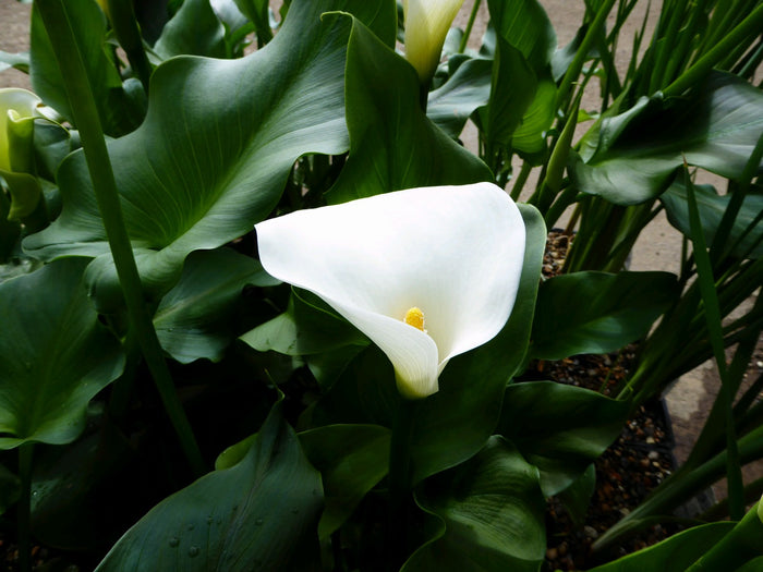 Buy Zantedeschia aethiopica 'Crowborough' online UK