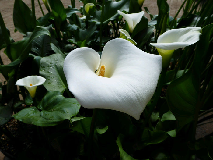 Buy Zantedeschia aethiopica 'Crowborough' online UK