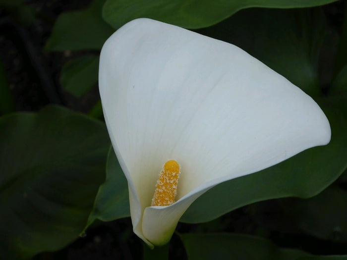 Buy Zantedeschia aethiopica 'Crowborough' online UK
