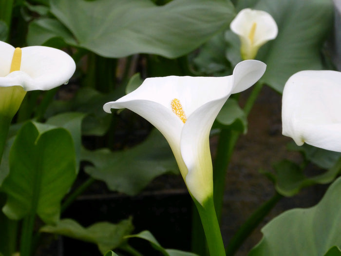 Buy Zantedeschia aethiopica 'Crowborough' online UK