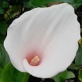 Buy Zantedeschia aethiopica 'Marshmallow' online UK