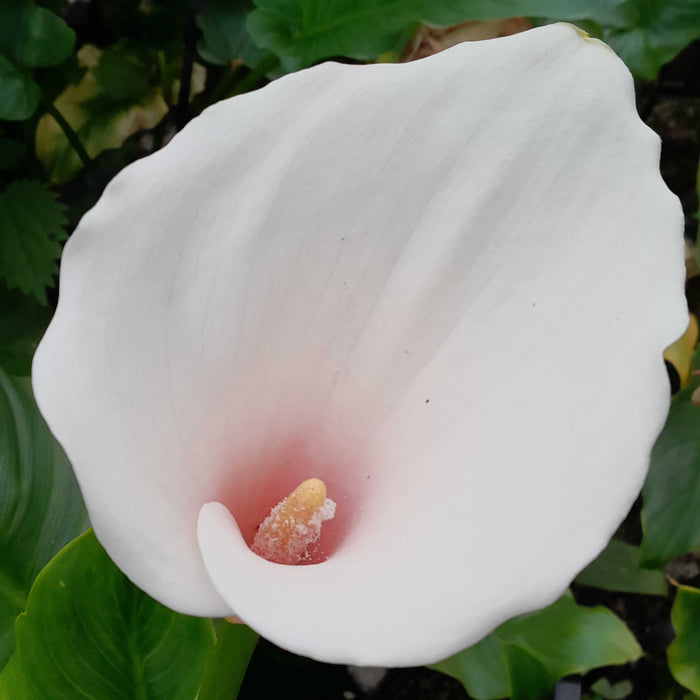 Buy Zantedeschia aethiopica 'Marshmallow' online UK
